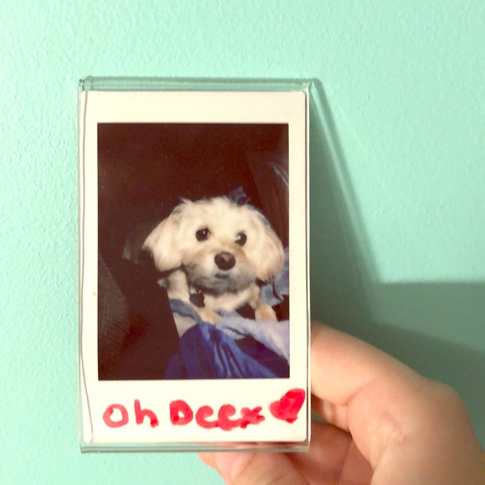 Pic of doggy